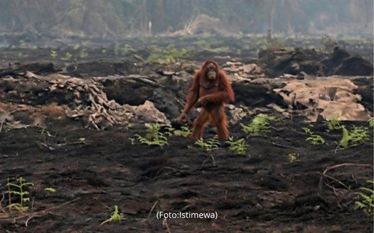 Orangutan Terlihat Linglung di Lahan Bekas Terbakar, BKSDA Kalteng Lakukan Evakuasi